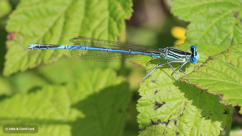 IMG_6847 Platycnemis pennipes male.JPG